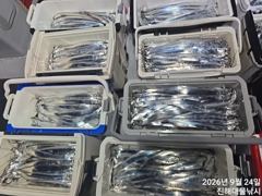 [진해] 와~.내만칼치3지급 엄청나게퍼담고 끝없는피딩 초대박~일용부터 … 사진