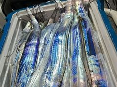 [진해] 내만갈치 3지도퍽퍽 만쿨잔치 오늘출항 금,토,일,연휴 쭉,예약가… 사진