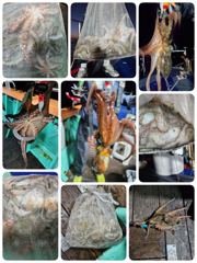 포항문어 오늘금요일 저녁5시,11시30분 모집중입니다 사진