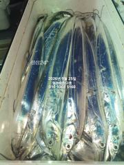 [마산] 내만갈치)씨알좋고 마릿수 좋고 추석날 복날이네요~!!에약가능 사진