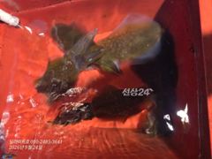 [남해] (무늬오징어) 고구마급 좀 나오네요 9월 24일 조황 사진