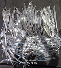 25일,입항<내만갈치>씨알,마릿수 끝장나게go~일,월~예약중 사진