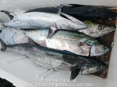 [경주] 25/금, 오후ㅡ대삼치들 30마리 이상 랜딩! 사진