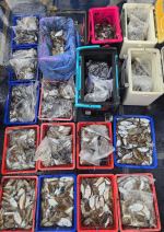 주꾸미·갑오징어조황 글만 보기 사진