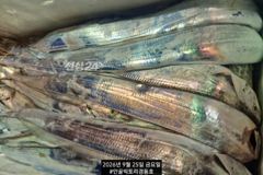 [진해] 먼바다갈치외줄 16석 씨알좋아요 굿~토요일 일요일 월요일 자리여…