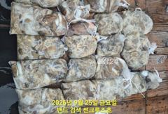 25일 군산썬크루즈호 가족단위 초보자들의 쭈꾸미 낚시 조황입니다