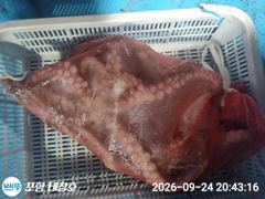 돌문어 대박 토요일 오후5시 출조모집