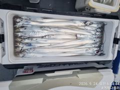[거제] 갈치 텐야 텐빈!!!! 오늘 출항 확정 지금 갈치들이 쏟아집니다… 사진