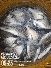 [통영] 감시 수중전~ (실시간) 마릿수 퍽퍽퍽~