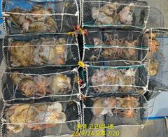 [통영] (팁런)무늬 초~대박 33수30수35수 쫙~깔고 고고써니호(오늘…