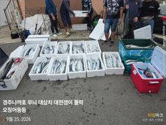 25일 대삼치 중삼치 만쿨 무늬 매일 세자릿수 오버