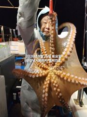 26일, 군산 문어,문어,문어, 오늘도 시작~덩치급 문어들~실시간~군산낚시프라자 챔피언호