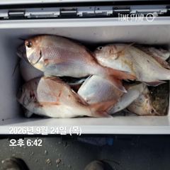 일요일 참돔낚시 가실분 연락주세요.....
