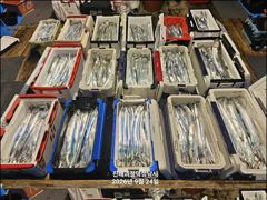 "준내만갈치" 3지4지!! 화끈한 손맛 보며 쿨러 묵직하게 담았습니다!! [일요일 예약가능] 010-7660-2435