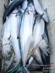 삼치가 대박이 아니라 풍년. 풍년입니다.27일 마지막 휴일. 오전6시 대삼치 출조합니다. 사진