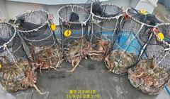 [통영] (문어)터졌어요~20여수 2명 전원 두 자릿수~고고써니호(27일… 사진
