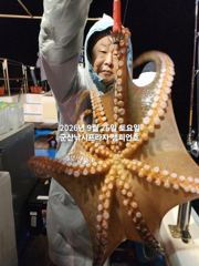 26일, 군산 문어,문어,문어, 오늘도 시작~덩치급 문어들~실시간~군산낚시프라자 챔피언호