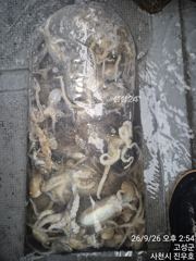 26일 열분 왕쭈꾸미 피딩받고 65수 전,후로 잡았습니다, 오늘… 사진
