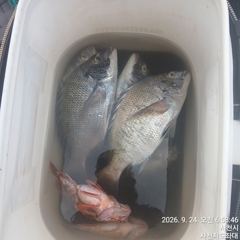 [사천] (사천저도좌대&펜션)저도좌대 추석연휴 조황 사진