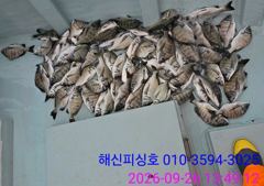 09.26 [경주] 26/토, 오전ㅡ대삼치들, 고시들 우수수 조황! 사진