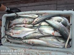 [경주] 감포앞바다에서 고시간 천지삐깔 이네요~야간 무늬도 잘물어줍니다 사진