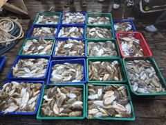 [먹물조황] "비바람을 뚫고 최고 기록 경신! 장원 169수 & 117수 대폭발!"