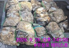 [먹물조황] 9/26 쭈꾸미 갑오징어 조황
