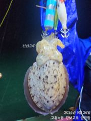 녹동돌문어 사리물때도 잘나옵니다 ~ 사진