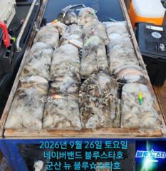 ★★ 9 / 26 [군산 대일피싱] 뉴 블루스타호 쭈꾸미 조황 ~! 내일 5자리 있습니다.