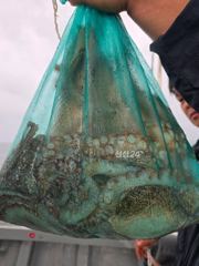 26일)문어 키로키로 마리수 조황 씨알좋습니다. 27일)잔여자리 있습니다. 사진