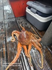 24일 왕갑사냣!! 사진