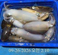 [ 무늬 팁런 ] 거칠이도 조황 사진