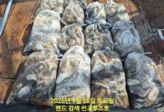 26일 군산썬크루즈호 쭈꾸미 조황입니다