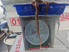 [진해] "돌문어"2.2Kg1.6Kg1.3gK외KKK들 132수 개인17…