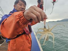 [목포] 목화피싱 9/26일 쭈꾸미낚시 장대빗속에 왕쭈꾸미 갑오징어 조황…