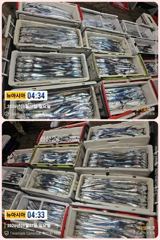 통영 뉴 아시아호>> 와~우 쿨러 만땅에 씨알도 굿입니다.