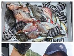 어초ㆍ여밭감성돔 46.42.41 터지고 뺀찌 타작~