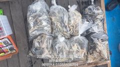 (주꾸미)물 빨라도 OK 장원 70수 삼천포 소식~로마피싱(28일예약)