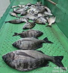 4짜3짜3짜3짜들외 마릿수 조황 [1]