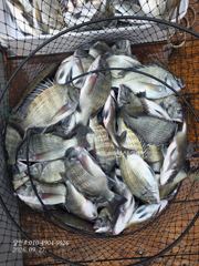 [부산] 부산 달인호 9월27일 감성돔 조황
