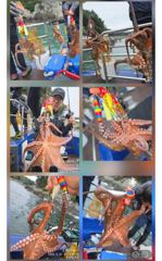 10분전 [격포] 09/27 격포 남부스타호 쭈꾸미 갑오징어 조황입니다~!!