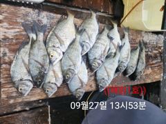 ((해림1호)) 내만권 감성돔.갈치 조항~수시출항~