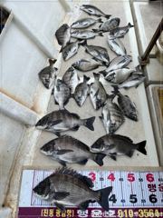 [마산] (행운호)40.37.36.외 감성돔 마릿수 조황
