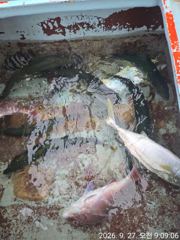 주전 경피싱 5짜참돔 및대부시리조황