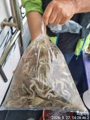 [사천] 27일 왕쭈꾸미 사리물때 조항 좋습니다 ~29일 화욜 예약가능 …