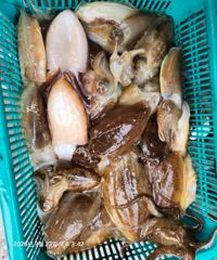 9월27일 백사장 빅토리호 갑오징어 조황입니다. 사진
