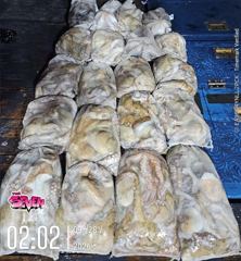 덩어리급으로 커진 야간문어｜군산 뉴세븐호 9월 27일 조황