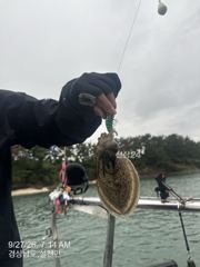 오늘 갑오징어 장원 43수 내일은 선박점검및 주유로 하루 휴항하고 화요일부터 달립니다 자리여유 많습니다