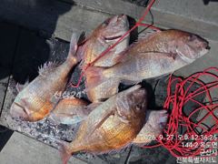 9/27 갯바위 조황. 군산 뉴돌핀호.