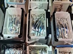 내만갈치,점점굵어진 씨알 손맛최고 오늘출항 월,화,수,목,금,토,일,쭉 예약가능/ 준내만갈치,오늘출항 월,화,수,목,금,토,일,쭉 예약가능